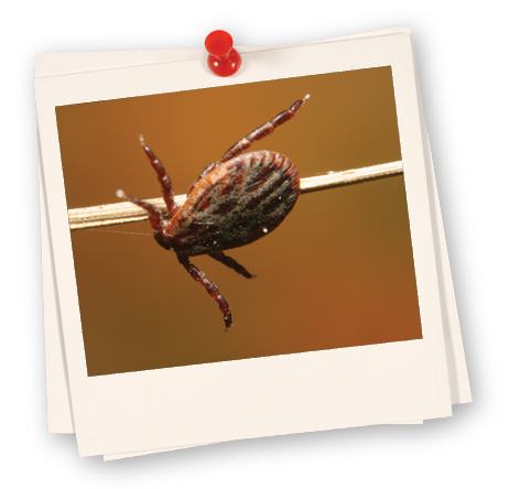 Tick