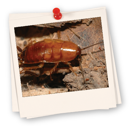 Roaches