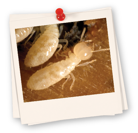 Termites