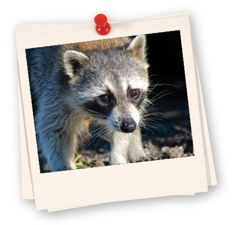 Raccoon